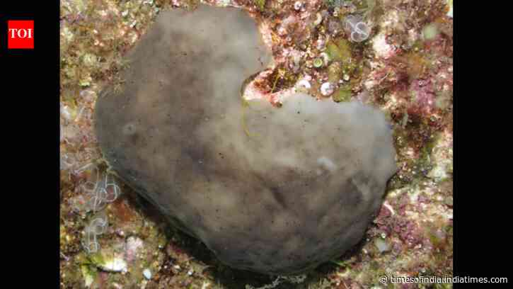 Scientists transplanted 42 sea sponges into a polluted Spanish marina; 91.7% of one species survived