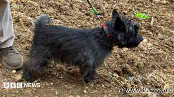 Dog rescued from railway line with help from drone