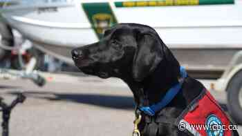 Meet the new dogs sniffing out invasive mussels at Alberta inspection sites