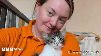 Animal charity angered at dumping of nine cats