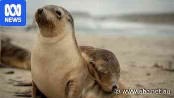 Kangaroo Island's seal population under threat from H5 bird flu