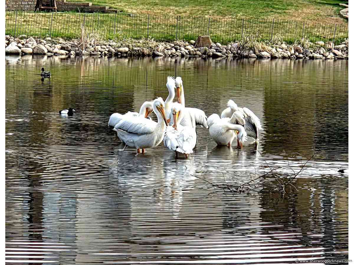 Long weekend leisure in Strathcona County