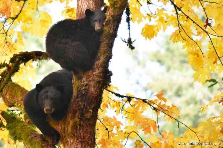 Island college urges caution after bear spotted on campus