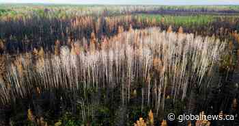 Sawmill closures ‘gut-wrenching’ amid lumber industry headwinds: Canfor CEO
