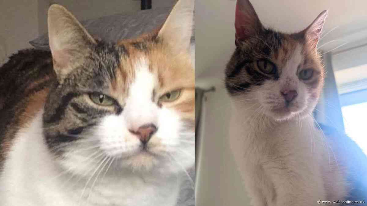 A family lost their cat 10 years ago and it's just turned up absolutely fine
