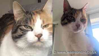 Family lost their cat 10 years ago and it's just turned up absolutely fine