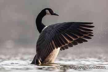 How Canada geese and their poop became an urban wildlife management challenge
