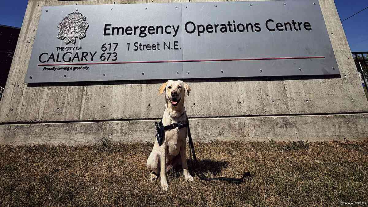 This support dog is trained to help Calgarians through disasters and emergencies
