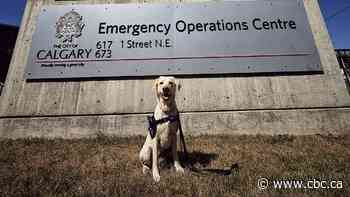 This support dog is trained to help Calgarians through disasters and emergencies