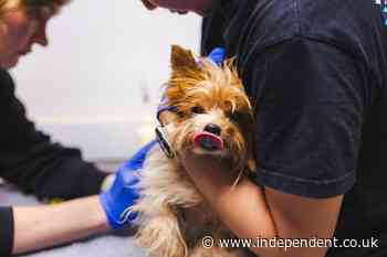 Dozens of Yorkies and huskies push SoCal animal shelter to record levels