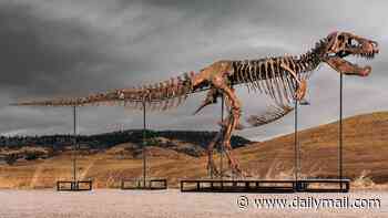 Latest must-have for the billionaire who's got everything? A £40MILLION T-Rex