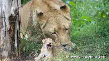 UK zoo welcomes not one, but THREE lion cubs for the first time in a decade