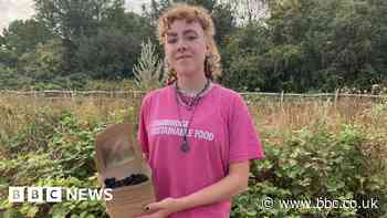 'We are rescuing unpicked blackberries'