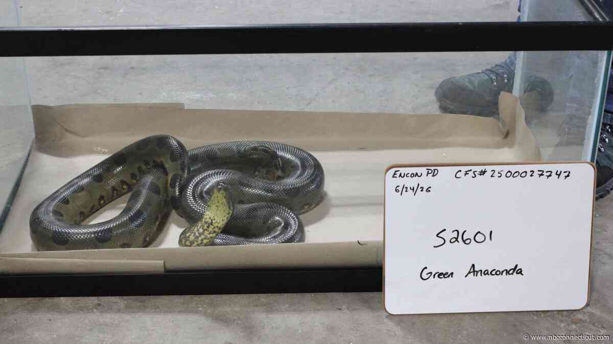 Nearly 50 reptiles, including venomous snakes, seized in Hamden