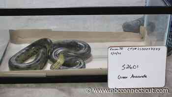 Nearly 50 reptiles, including venomous snakes, seized in Hamden