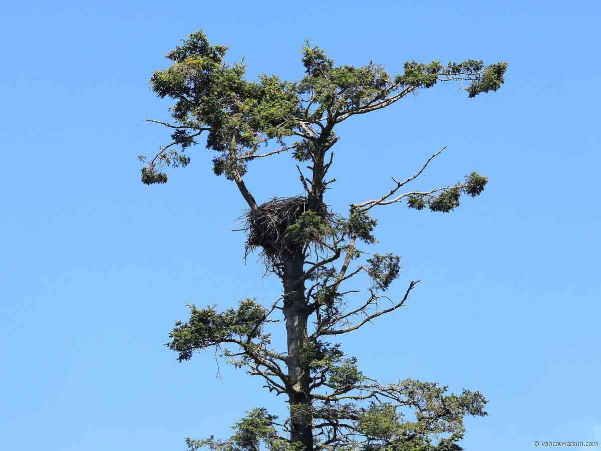 Rotting trees on a South Surrey golf course must come down. Can eagle and osprey nests be saved in time?