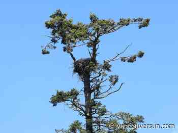 Rotting trees on a South Surrey golf course must come down. Can eagle and osprey nests be saved in time?