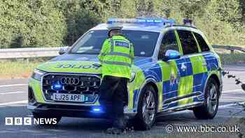 Dog walker injured after being hit by car