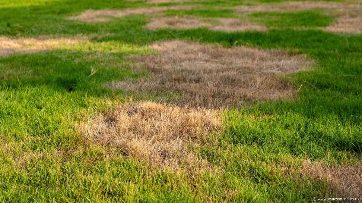 People urged to move garden item off the lawn this weekend to keep grass healthy
