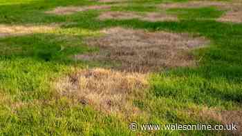People urged to move garden item off the lawn this weekend to keep grass healthy