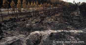 What the fires burning near Bordeaux's vineyards could mean for France's wine industry