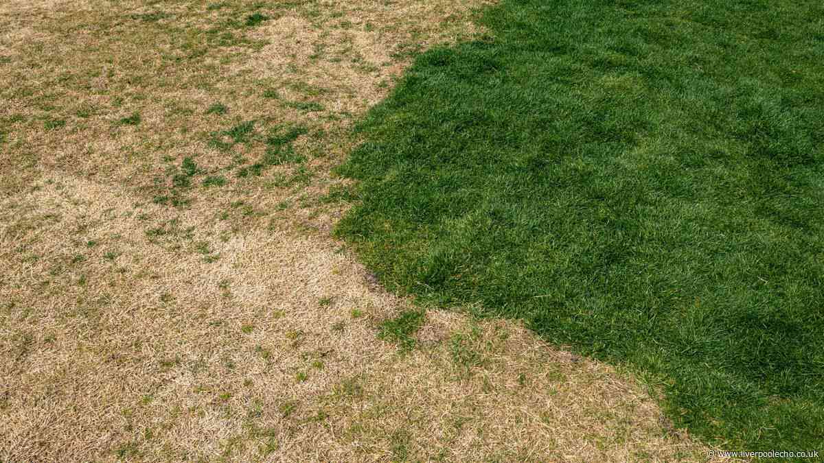 Gardeners urged to move summer garden item ahead of the weekend