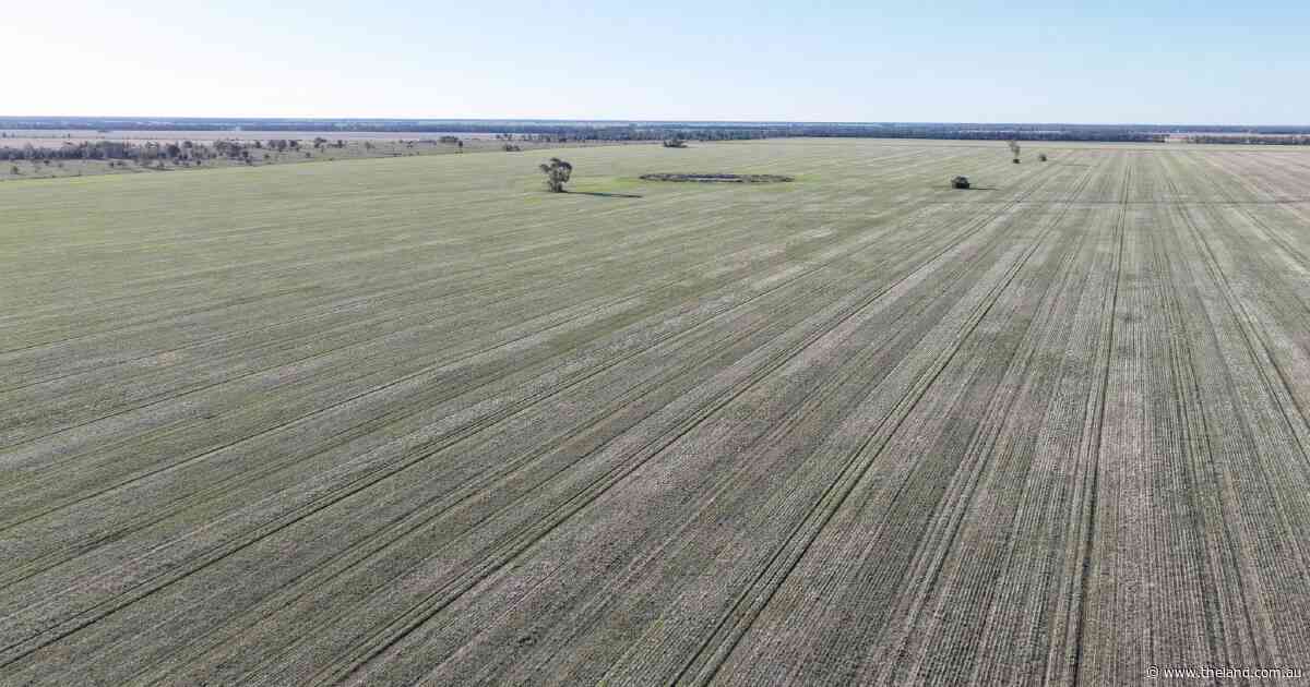 Impressive 'Golden Triangle' grain aggregation hits the market | Photos