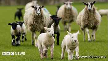 Bluetongue virus 'big issue' for South West farmers