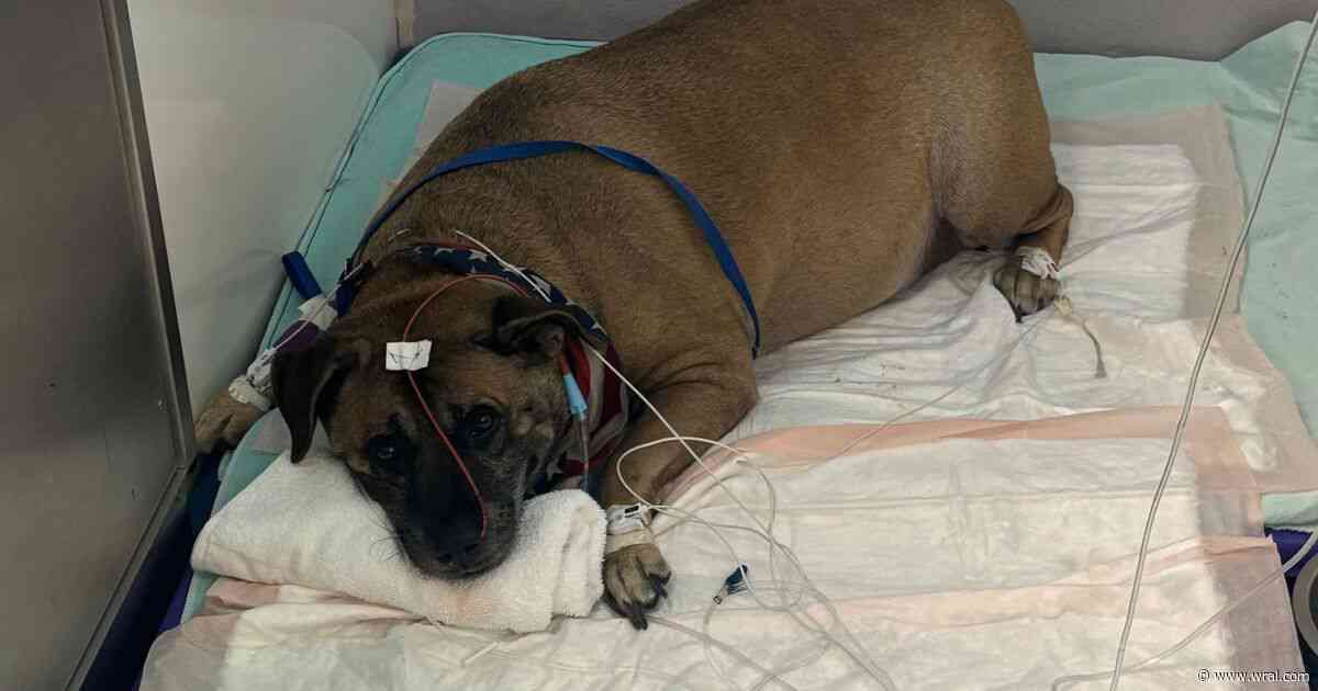 Friends unite to care for Wake County fire victim's surviving dog