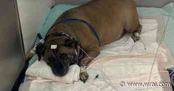 Friends unite to care for Wake County fire victim's surviving dog