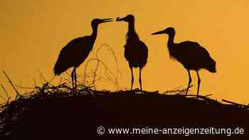 Hechelnd oder mit Kot beschmiert: So trotzen Tiere der Hitze