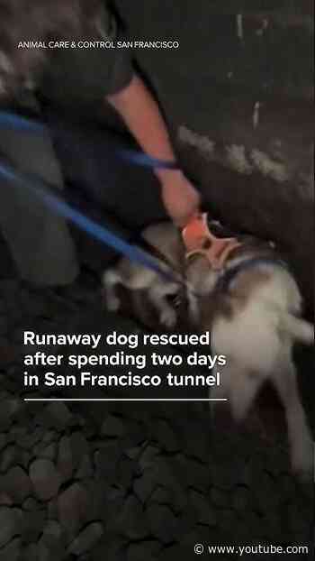 Runaway dog rescued after spending two days in San Francisco tunnel