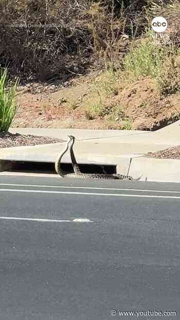 California rattlesnakes face off in tense duel