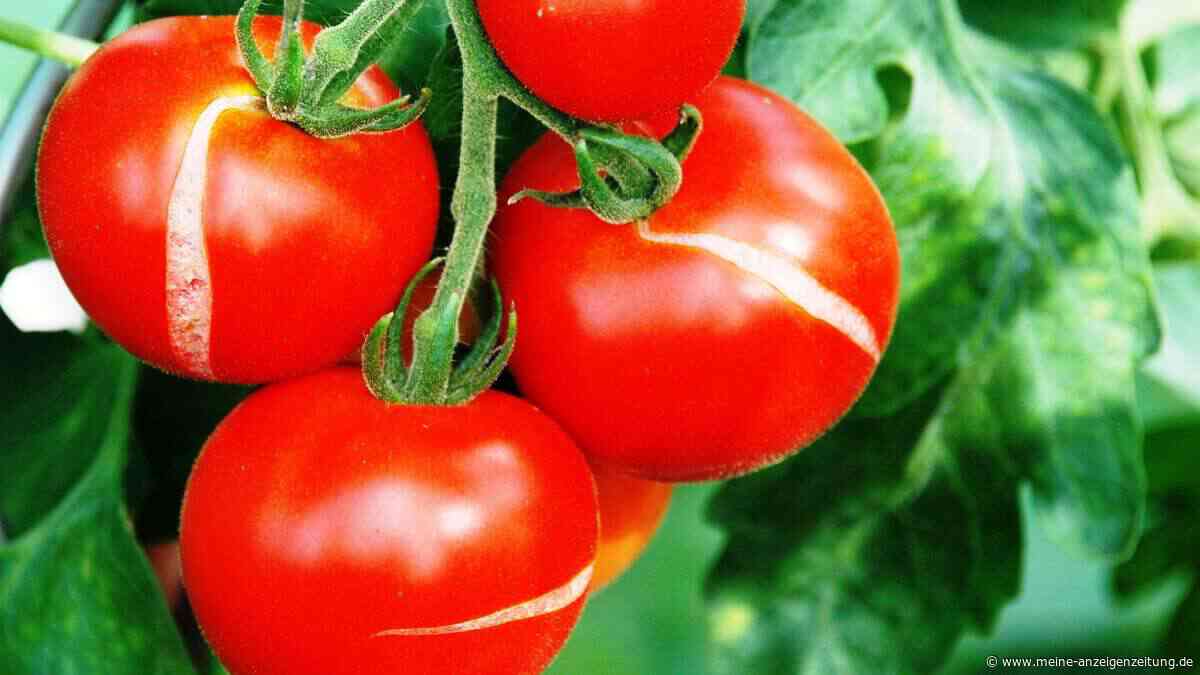 Tomaten platzen am Strauch auf – sechs Ursachen und einfache Lösungen
