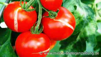 Tomaten platzen am Strauch auf – sechs Ursachen und einfache Lösungen