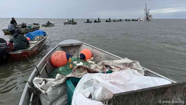 Kuskokwim Bay commercial salmon fishery opens after 5-year hiatus