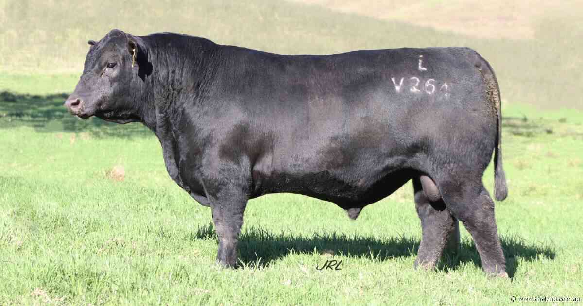 Knowla Angus kicks off annual sale with six-figure bull in first five lots