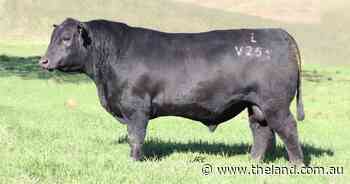 Knowla Angus kicks off annual sale with six-figure bull in first five lots