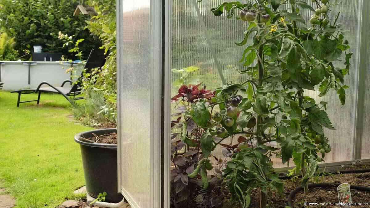Tipps für starke Tomaten im Sommer