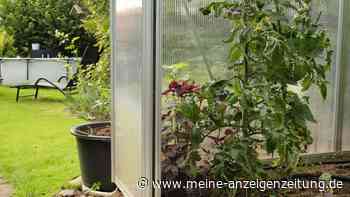 Tipps für starke Tomaten im Sommer