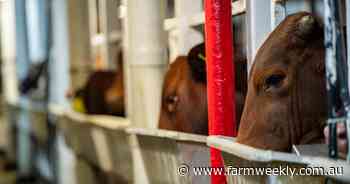 Live animal export rises in popularity with consistently improved data