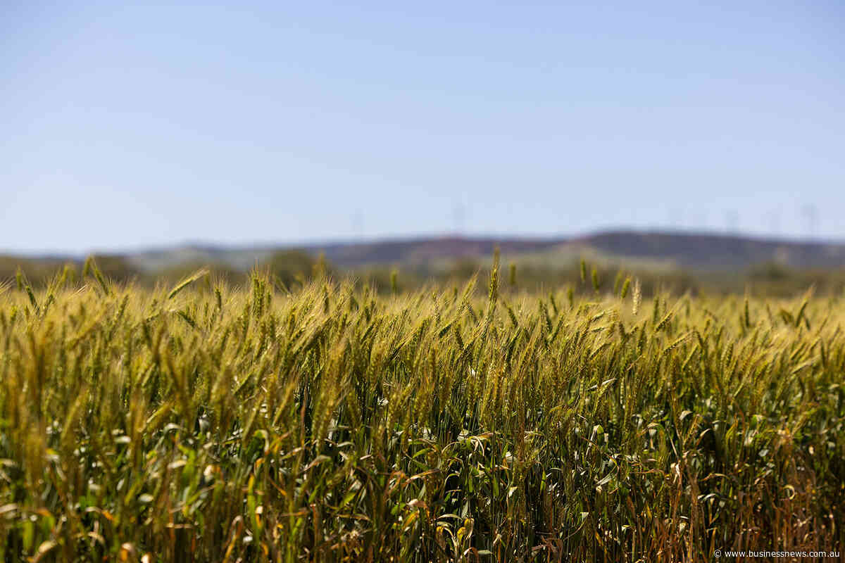 Rain the key as WA looks to another record crop