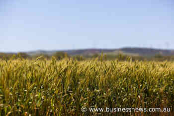 Rain the key as WA looks to another record crop