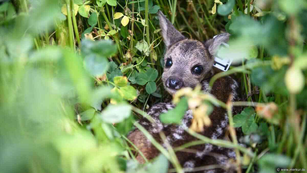 Hund reißt Kitz bei Hechendorf – Besitzer lässt es einfach liegen