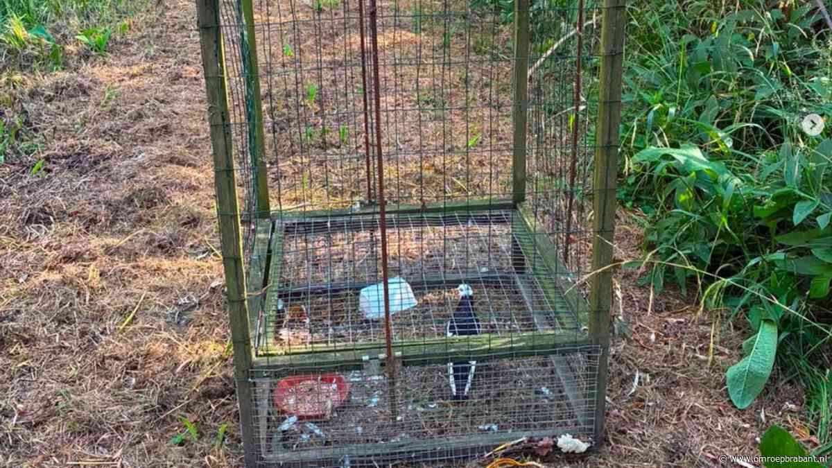 Verboden vangkooien, dieren en munitie gevonden op jachtterrein in Altena