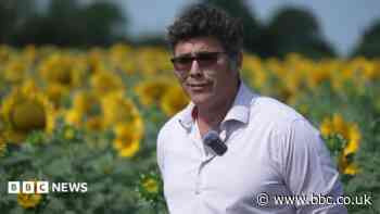 Sunflowers thrive as heatwave hits wheat, farmer says