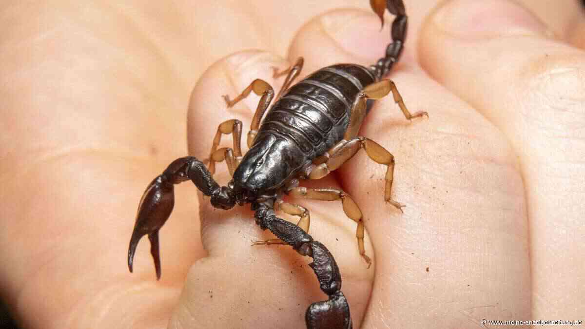 Skorpion sticht Neunjährige in den Finger – Mutter erlebt Albtraum in der Notaufnahme