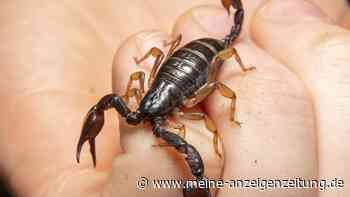 Skorpion sticht Neunjährige in den Finger – Mutter erlebt Albtraum in der Notaufnahme