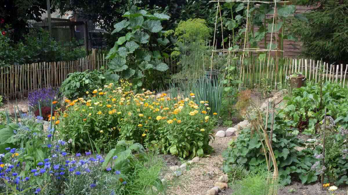 Großer Sommer-Irrtum im Garten: Experte verrät – diese Maßnahme schützt Pflanzen besser als Gießen