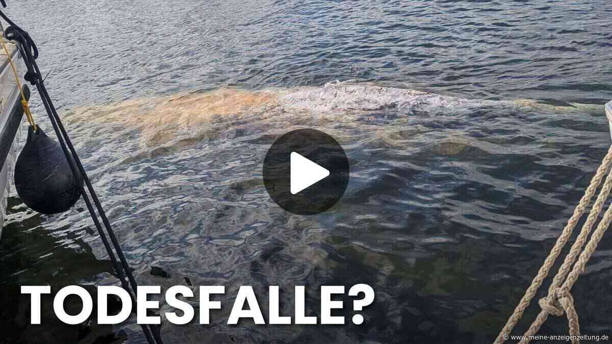 Schon wieder! Zwei Wal-Sichtungen im Hafen von Wismar – sitzt das nächste Tier in der Falle?